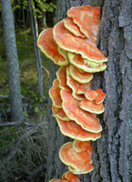 Laetiporus sulphureus.